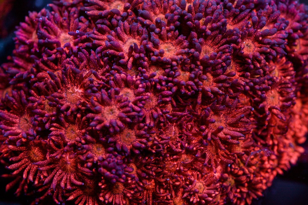 CRT Sozen's Comet Glitter