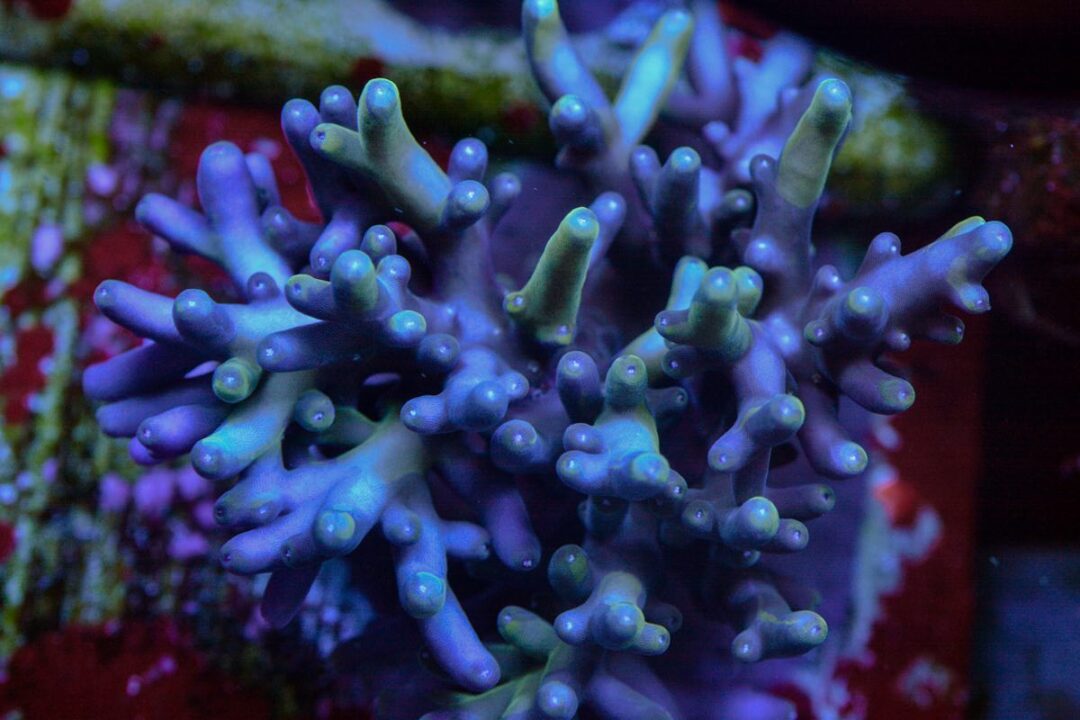 CRT Two-Face Grafted Lokani