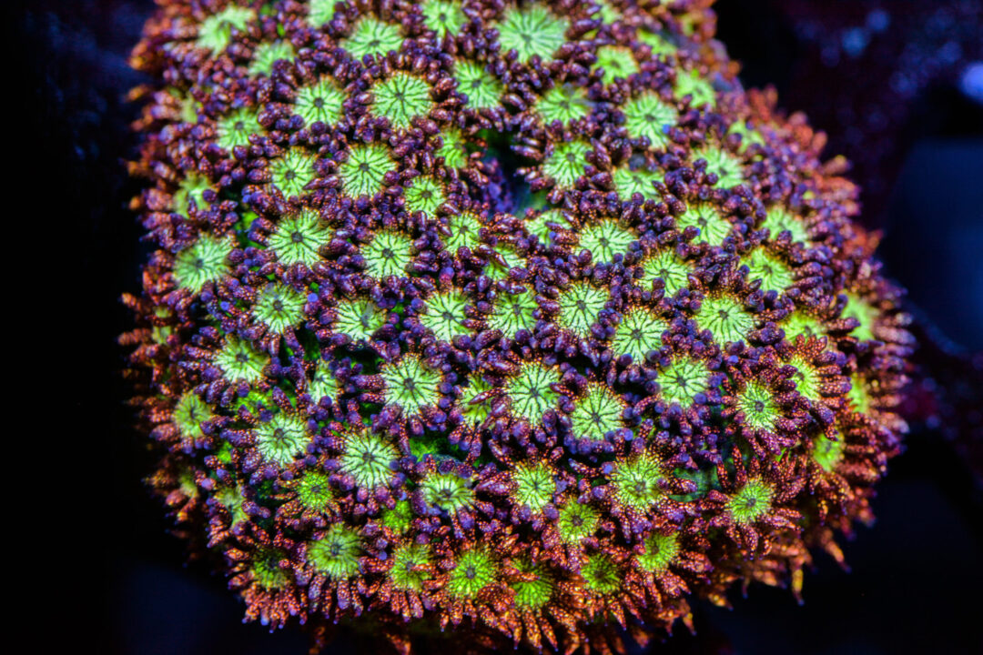 CRT Mother of all Glitters